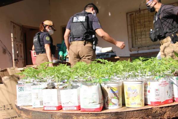 Allanan "granjas de marihuana" donde producían aceite de cannabis de forma ilegal – Prensa 5