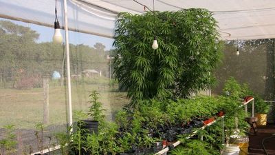 Mamá Cultiva pide no más presos por cultivar cannabis medicinal