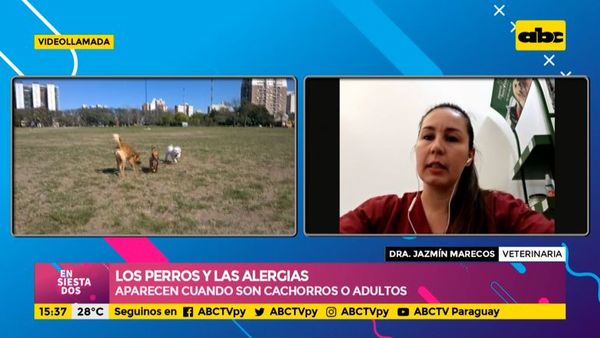 ¿Pueden nuestros perros contraer alergia? - Ensiestados - ABC Color