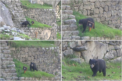 ¡Lo más tierno que verás hoy! Machu Picchu recibe la inesperada visita de dos osos de anteojos