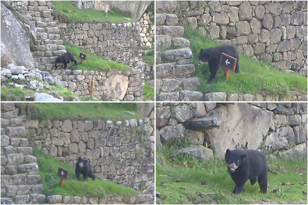 ¡Lo más tierno que verás hoy! Machu Picchu recibe la inesperada visita de dos osos de anteojos