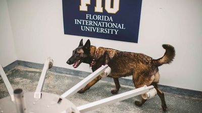 Perros detectores de Covid-19 "certificados" debutarán en Miami