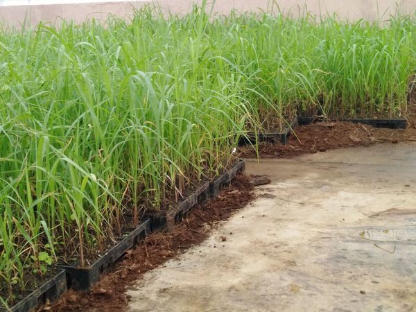 Producción de material de propagación vegetativa de caña de azúcar de alta calidad