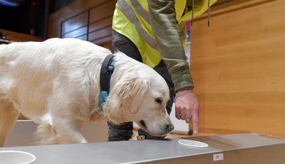 Científicos descubren un nuevo coronavirus que se transmite de perros a humanos