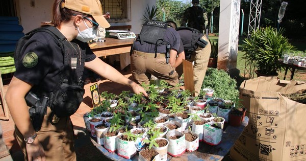 La Nación / Mamá Cultiva cuestiona y lamenta allanamiento en Granja Madre