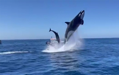 Orca salta varios metros y golpea a un delfín en pleno aire (video) | OnLivePy