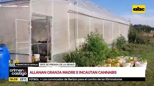 Allanan e incautan marihuana en granja madre - Crimen y castigo - ABC Color