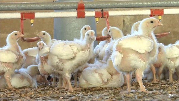 Alemania prohíbe el sacrificio de pollos “machos” a partir de 2022