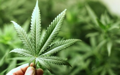 “El THC hizo que mi cáncer no se reprodujera”: Rechazan detención por cultivar cannabis medicinal | Ñanduti