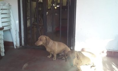 Crónica / ¡Superperros evitan robo en capilla!