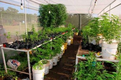 “Nuestro enemigo es la Ley” , ratifican desde organización procannabis medicinal, mientras Senad defiende “medicina certificada”