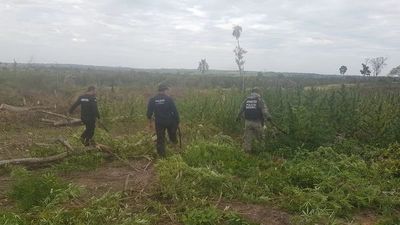 Destruyen cuatro hectáreas de marihuana en una comunidad indígena de Canindeyú - Nacionales - ABC Color