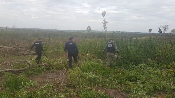 Destruyen cuatro hectáreas de marihuana en una comunidad indígena de Canindeyú - Nacionales - ABC Color