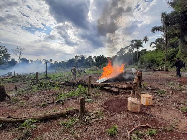 Destruyen plantación de marihuana en Alto Paraná - ABC en el Este - ABC Color