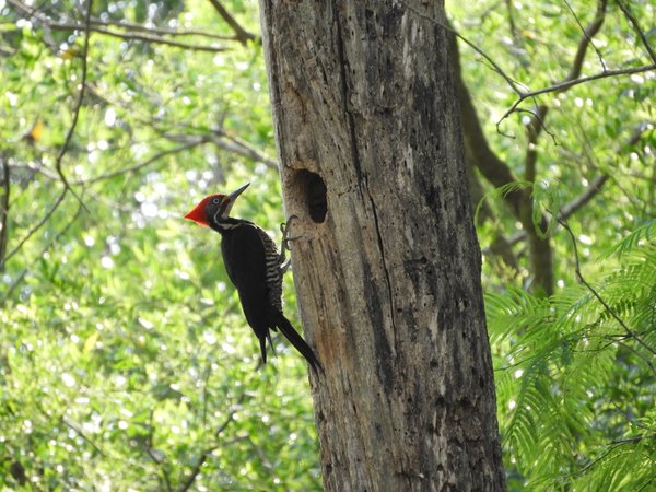 Itaipu celebra Día de la Biodiversidad protegiendo especies y conservando las áreas protegidas | .::Agencia IP::.