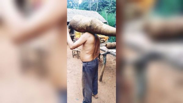 Enorme sorpresa: Agricultor cosechó una gigantesca mandioca de 30 kilos