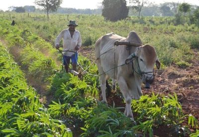 Modificación del Estatuto Agrario busca “legalizar el robo de tierras en la dictadura”, afirman | Ñanduti