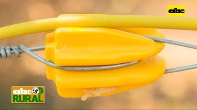 Abc Rural: Importancia del alambrado eléctrico para el manejo de ganado - ABC Rural - ABC Color