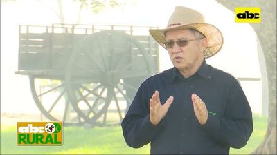 Abc Rural: ¿Es verdad que los eucaliptos secan nacientes y no dejan crecer nada? - ABC Rural - ABC Color