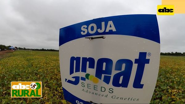 Abc Rural: Variedades de soja Great Seeds debutaron en el Chaco - ABC Rural - ABC Color