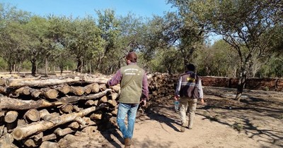 La Nación / Mades intervino tala irregular de palo santo en Pozo Hondo, Chaco