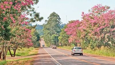 Antes de la estación,     florecen los  lapachos en  Colonias Unidas