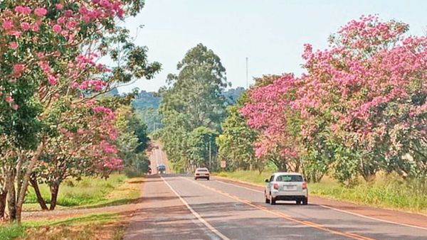 Antes de la estación, florecen los lapachos en Colonias Unidas