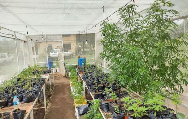 Senad reacciona contra elaboración de aceite cannábico de uso medicinal - Nacionales - ABC Color