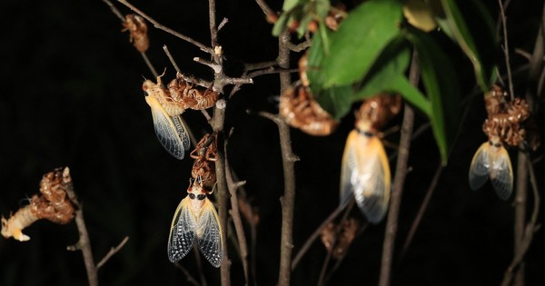 La Nación / EEUU espera una invasión de cigarras que pasaron 17 años bajo tierra