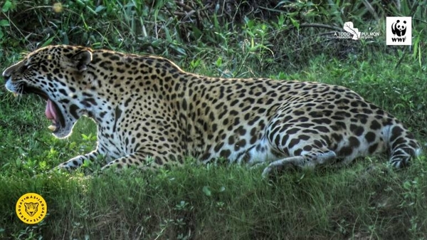 Diario HOY | Buscan visibilizar y proteger al jaguareté con la campaña #ParaguayMásJaguareté