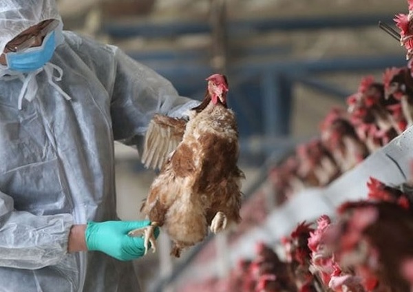 Científicos chinos que advirtieron sobre el coronavirus alertan del peligro del virus de la gripe H5N8