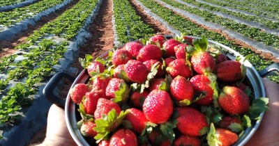 La Nación / Primera comercialización de frutilla del año arrancará en junio
