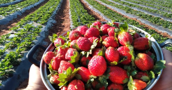 La Nación / Primera comercialización de frutilla del año arrancará en junio
