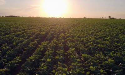 Documentalistas condenan intento de censura a “Los campos envenenados de Paraguay”