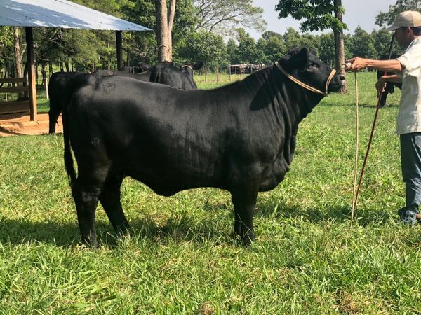 Hoy lunes, El Rodeo remata hembras Brangus de “alta selección” de Cabaña Kerandy