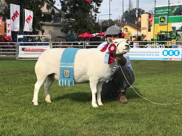 Criadores preparan otra destacada importación de Texel desde Uruguay