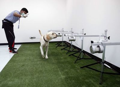 Los perros pueden detectar la covid con una precisión de hasta el 94 % - Ciencia - ABC Color