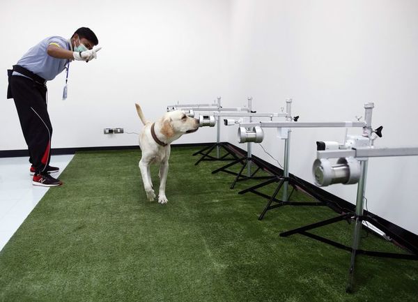 Los perros pueden detectar la covid con una precisión de hasta el 94 % - Ciencia - ABC Color