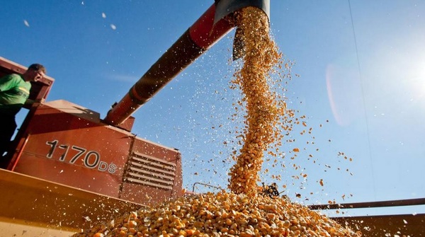 Exportaciones de maíz de la zafra 2020 cerraron a la baja | OnLivePy