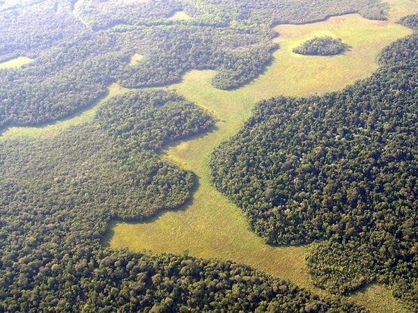 Itapúa: Denuncian tala y posible invasión en la Reserva San Rafael | OnLivePy