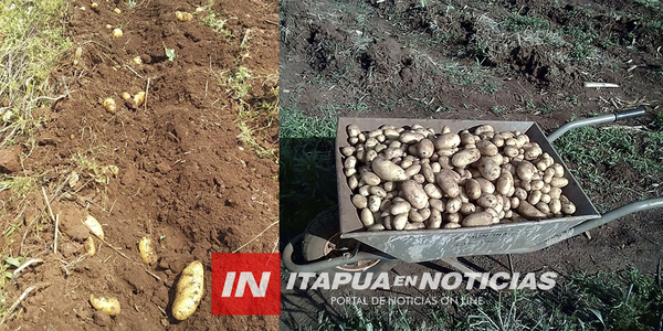 BUSCAN SISTEMA DE RIEGO EN PRODUCCIÓN DE PAPA.
