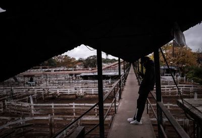 El sector de la carne de Argentina teme los daños del cierre de exportaciones - MarketData