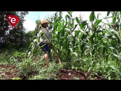 LLUVIA DA RESPIRO A CULTIVOS EN ITAPÚA