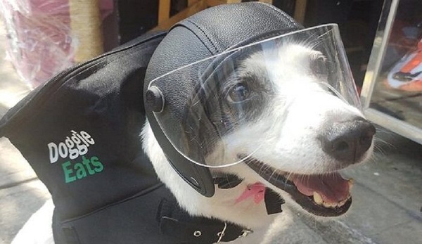 ¡Trabajadora! Perrita se vuelve viral por “repartir” comida a domicilio