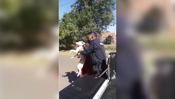 Perrito atropellado fue a refugiarse en comisaría
