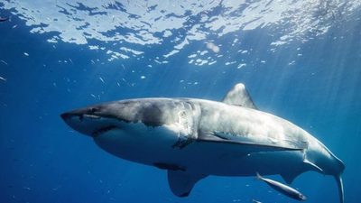 Estiman que subió a unos 300 la población de tiburones blancos en la costa del norte de California | Ñanduti