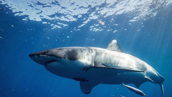 Estiman que subió a unos 300 la población de tiburones blancos en la costa del norte de California | Ñanduti