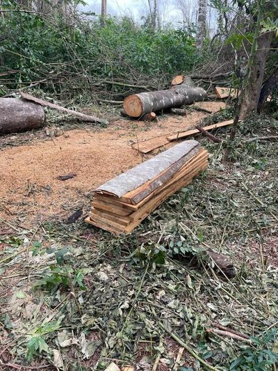 Preocupa destrucción de reserva forestal del San Rafael - Nacionales - ABC Color