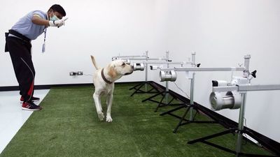 Perros detectan el virus hasta con el 94% de precisión