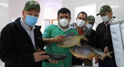 Industrializan pescado en Itapúa